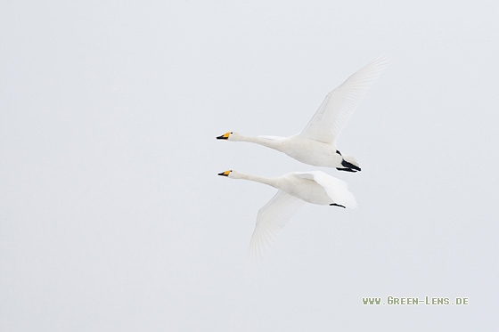 Singschwan - Copyright Mathias Putze