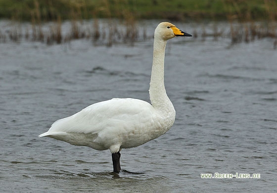 Singschwan - Copyright Stefan Pfützke