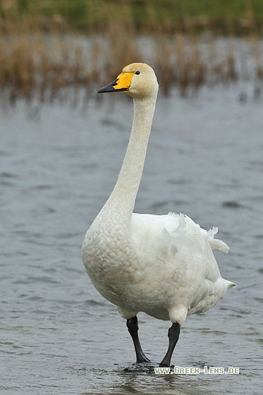 Singschwan - Copyright Stefan Pfützke