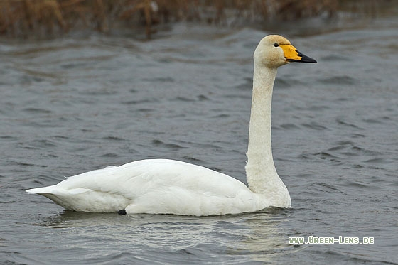 Singschwan - Copyright Stefan Pfützke