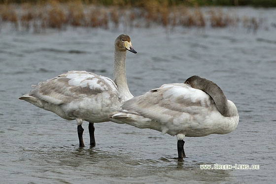 Singschwan - Copyright Stefan Pfützke