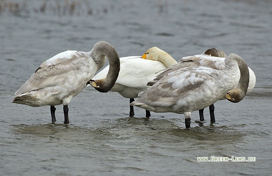 Singschwan - Copyright Stefan Pfützke