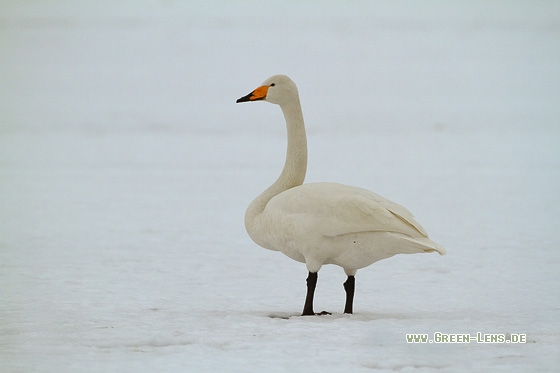 Singschwan - Copyright Stefan Pfützke