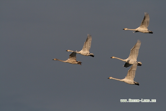 Singschwan - Copyright Stefan Pfützke