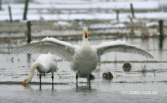 Singschwan - Copyright Stefan Pfützke