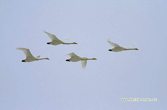 Singschwan - Copyright Stefan Pfützke