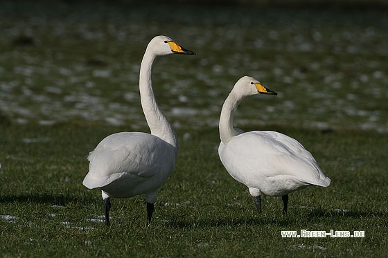 Singschwan - Copyright Stefan Pfützke