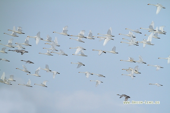 Singschwan - Copyright Stefan Pfützke