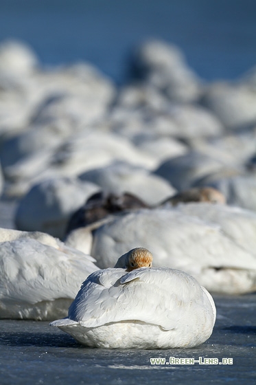 Singschwan - Copyright Stefan Pfützke