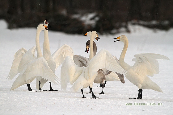 Singschwan - Copyright Stefan Pfützke