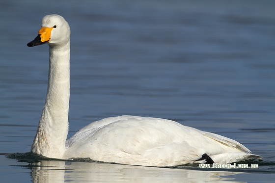 Singschwan - Copyright Stefan Pfützke