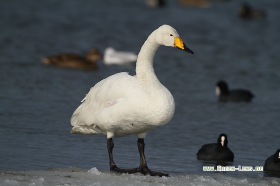 Singschwan - Copyright Stefan Pfützke