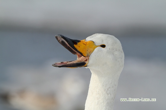 Singschwan - Copyright Stefan Pfützke