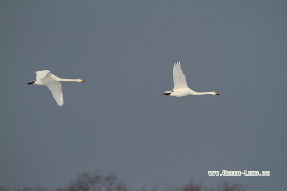 Singschwan - Copyright Stefan Pfützke