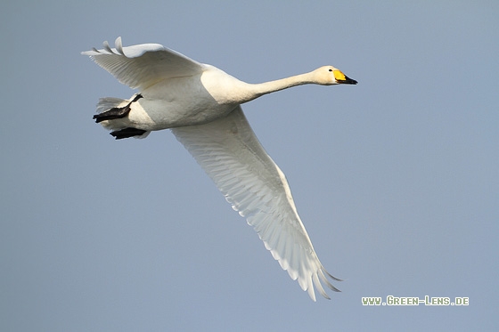 Singschwan - Copyright Stefan Pfützke