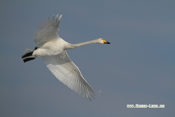 Singschwan - Copyright Stefan Pfützke