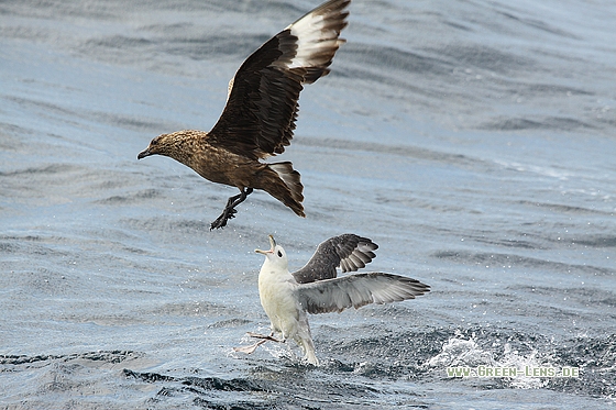 Skua - Copyright Stefan Pfützke