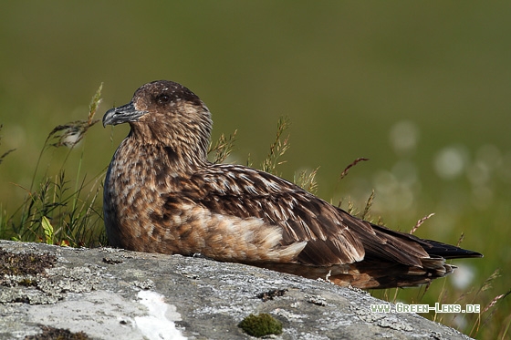 Skua - Copyright Stefan Pfützke