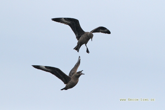 Skua - Copyright Stefan Pfützke