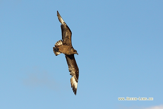 Skua - Copyright Stefan Pfützke