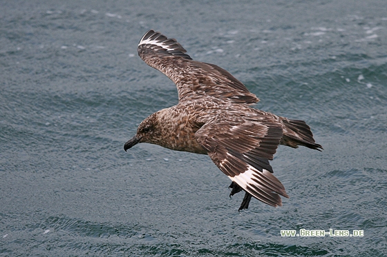 Skua - Copyright Stefan Pfützke