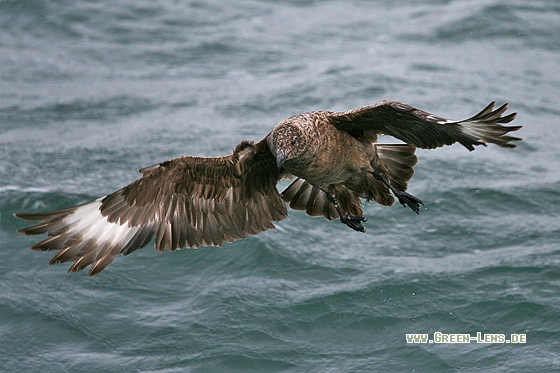 Skua - Copyright Stefan Pfützke