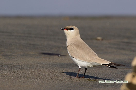 Sandbrachschwalbe - Copyright Stefan Pfützke