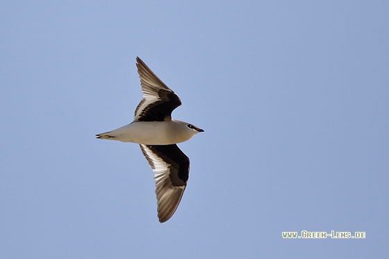 Sandbrachschwalbe - Copyright Stefan Pfützke