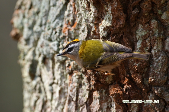 Sommergoldhähnchen - Copyright Stefan Pfützke