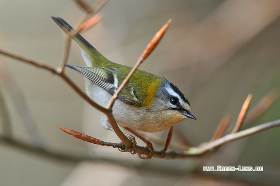 Sommergoldhähnchen - Copyright Stefan Pfützke