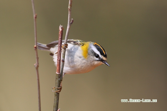 Sommergoldhähnchen - Copyright Stefan Pfützke