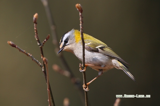 Sommergoldhähnchen - Copyright Stefan Pfützke