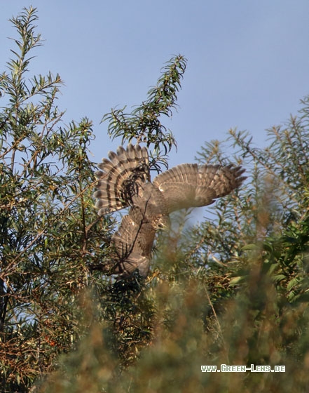 Sperber - Copyright Stefan Pfützke