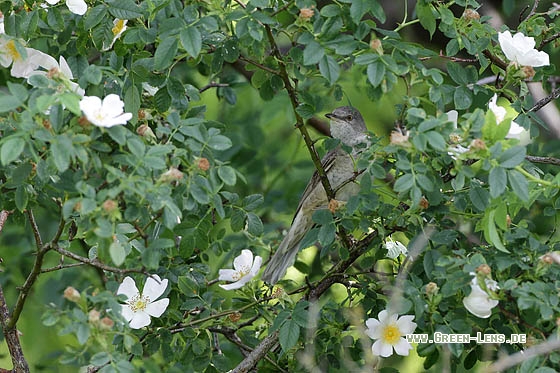 Sperbergrasmücke - Copyright Stefan Pfützke