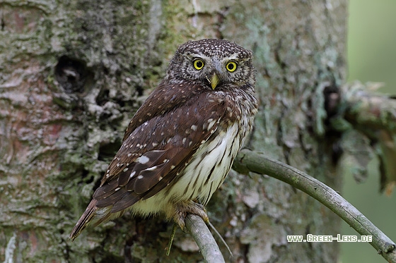 Sperlingskauz - Copyright Stefan Pfützke