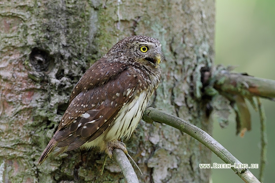 Sperlingskauz - Copyright Stefan Pfützke