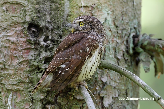 Sperlingskauz - Copyright Stefan Pfützke