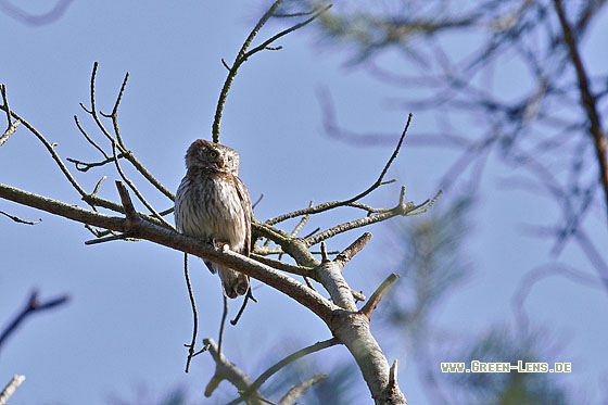 Sperlingskauz - Copyright Stefan Pfützke