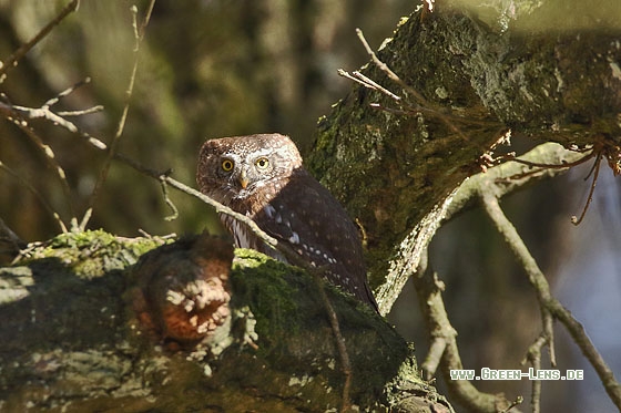 Sperlingskauz - Copyright Stefan Pfützke