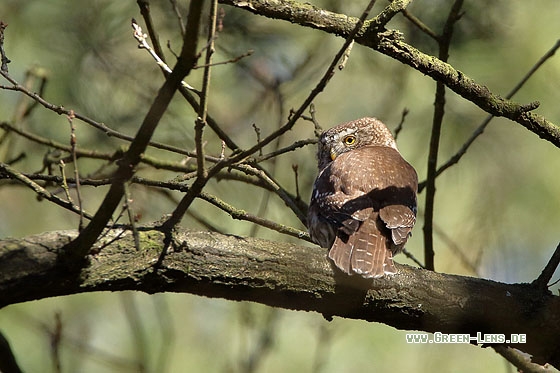 Sperlingskauz - Copyright Stefan Pfützke