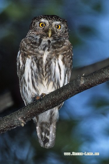 Sperlingskauz - Copyright Stefan Pfützke