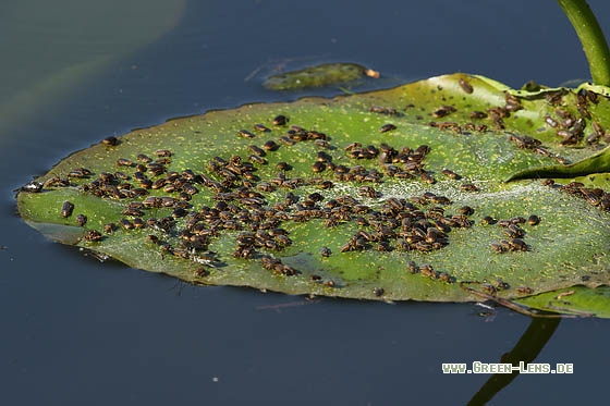 Weichkäfer - Copyright Stefan Pfützke