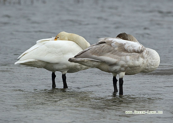 Singschwan - Copyright Stefan Pfützke