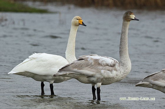 Singschwan - Copyright Stefan Pfützke