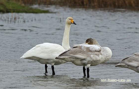 Singschwan - Copyright Stefan Pfützke