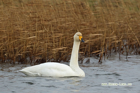 Singschwan - Copyright Stefan Pfützke