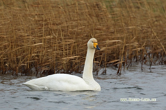 Singschwan - Copyright Stefan Pfützke