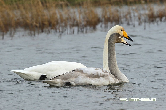 Singschwan - Copyright Stefan Pfützke