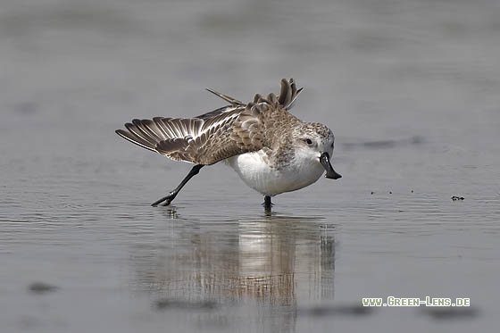 Löffelstrandläufer - Copyright Stefan Pfützke