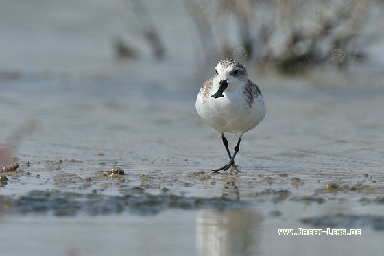 Löffelstrandläufer - Copyright Stefan Pfützke